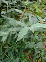 Buddleja davidii