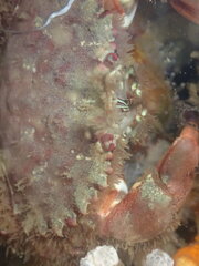 Romaleon antennarium