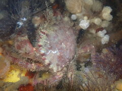 Romaleon antennarium