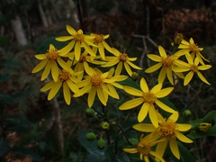 Senecio velleioides