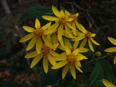 Senecio velleioides