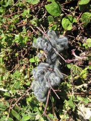 Thaumetopoea herculeana