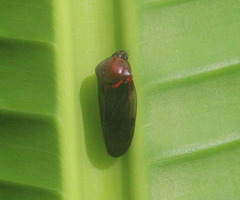 Cosmoscarta egens