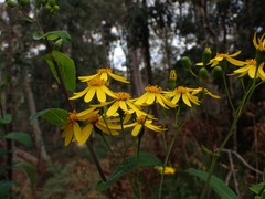 Senecio velleioides