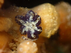 Botryllus schlosseri