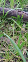 Pterostylis nana
