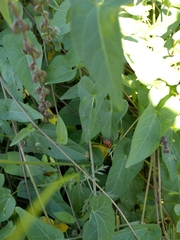 Graphosoma italicum italicum