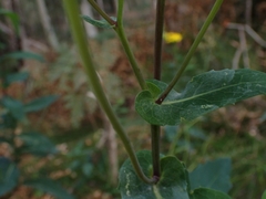 Senecio velleioides