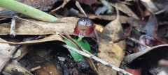 Corybas diemenicus