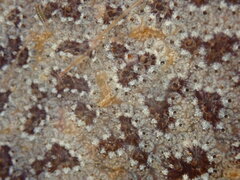 Botryllus schlosseri