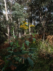 Senecio velleioides
