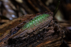 Tanaecia iapis puseda