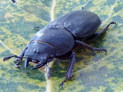 Dorcus parallelipipedus