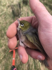 Zosterops lateralis lateralis