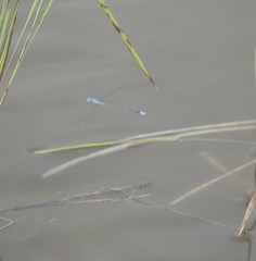 Pseudagrion