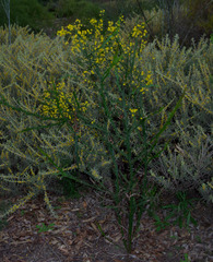Acacia alata alata