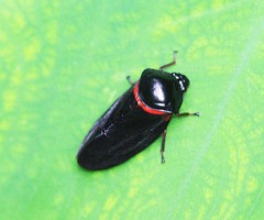 Cosmoscarta egens