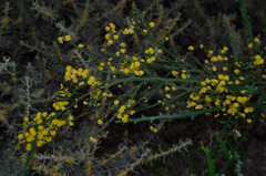 Acacia alata alata