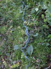 Thaumetopoea herculeana