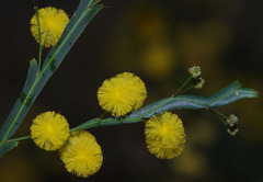 Acacia alata alata