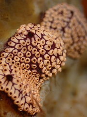 Botrylloides diegensis