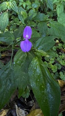 Dicliptera tinctoria