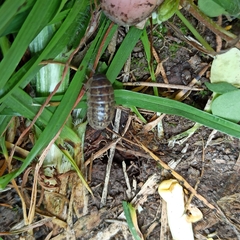 Armadillidium vulgare