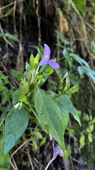 Dicliptera tinctoria