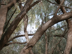 Climacteris picumnus