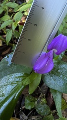 Dicliptera tinctoria