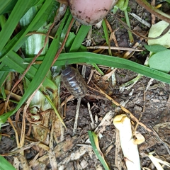 Armadillidium vulgare