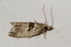 Epinotia ramella
