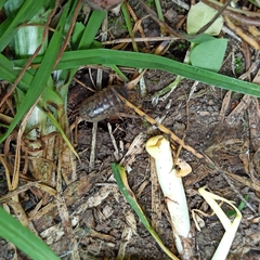 Armadillidium vulgare