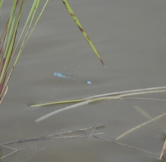 Pseudagrion
