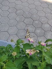 Iphiclides podalirius