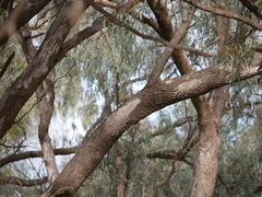 Climacteris picumnus