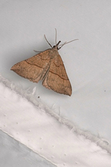 Hypena proboscidalis