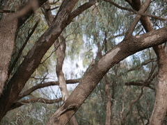 Climacteris picumnus