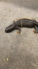 Triturus cristatus