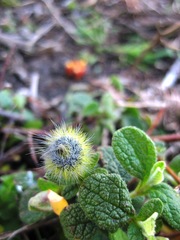 Thaumetopoea herculeana