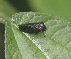 Cosmoscarta egens