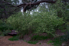 Acacia urophylla