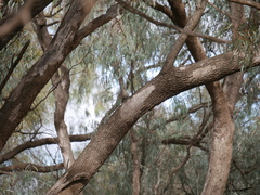 Climacteris picumnus