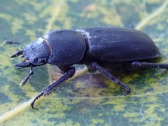 Dorcus parallelipipedus