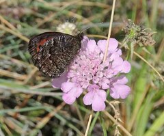 Erebia montanus