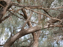 Climacteris picumnus