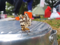 Abraxas grossulariata