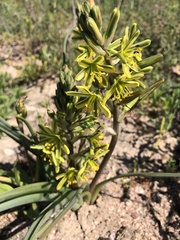 Albuca suaveolens