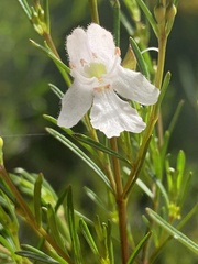 Prostanthera nivea