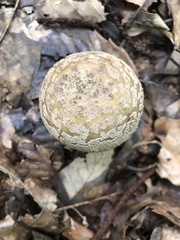 Amanita